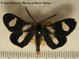 Pitthea trifasciata